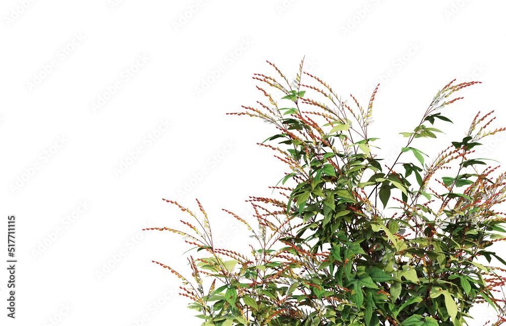 Ivy flowers on a white background. Ivy flowers on a white background.