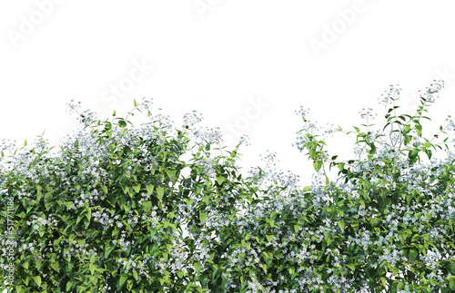  Ivy flowers on a white background. © jomphon