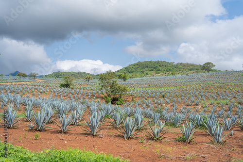 Paisaje de un campo de agaves en una zona de pequeñas lomas y con muchas nubes.
 photo