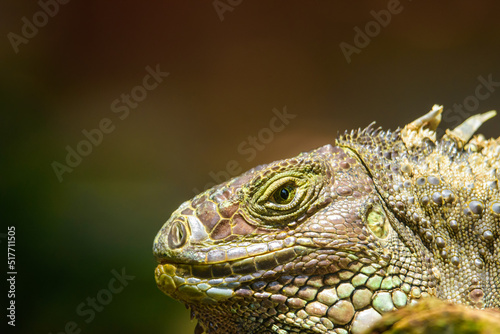 close up giant mexican iguana from the mexican caribbean