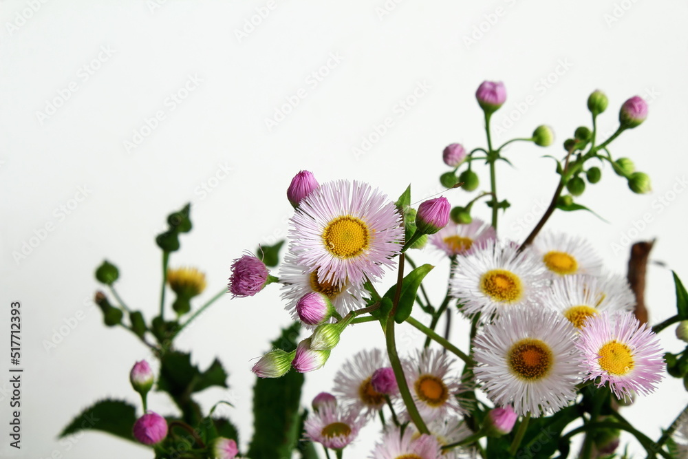 beautiful daisy pink and white flower blooming in spring on white background beautiful daisy pink and white flower blooming in spring on white background
