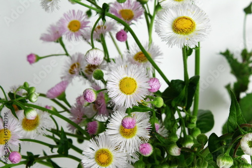 beautiful daisy pink and white flower blooming in spring on white background