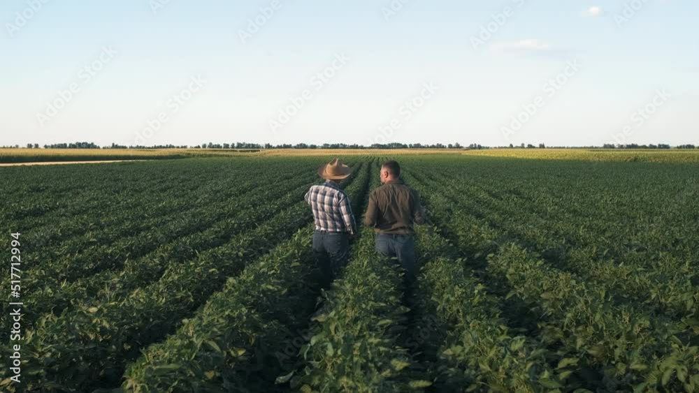 Rear view of two farmers in a field examining soy crop.