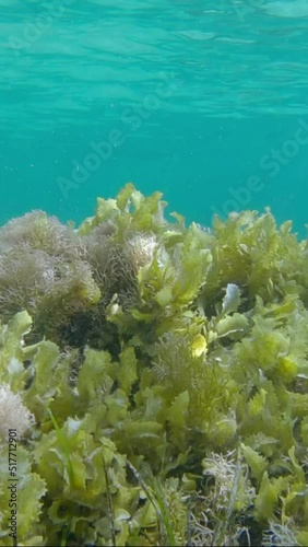 VERTICAL VIDEO: Shallow water covered with algae, blue water surface in the background. Brown algae (Sargassum sp.), Eelgrass (Zostera) and Red algae (Liagora viscida) photo