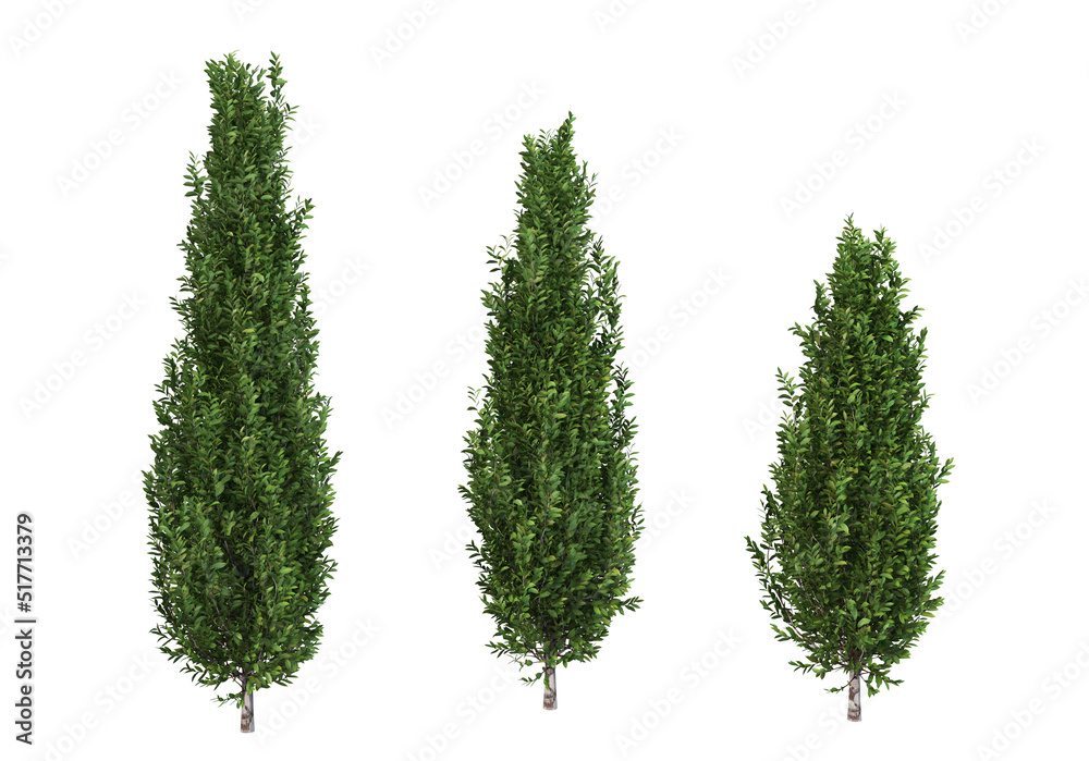 Bushes on a white background
