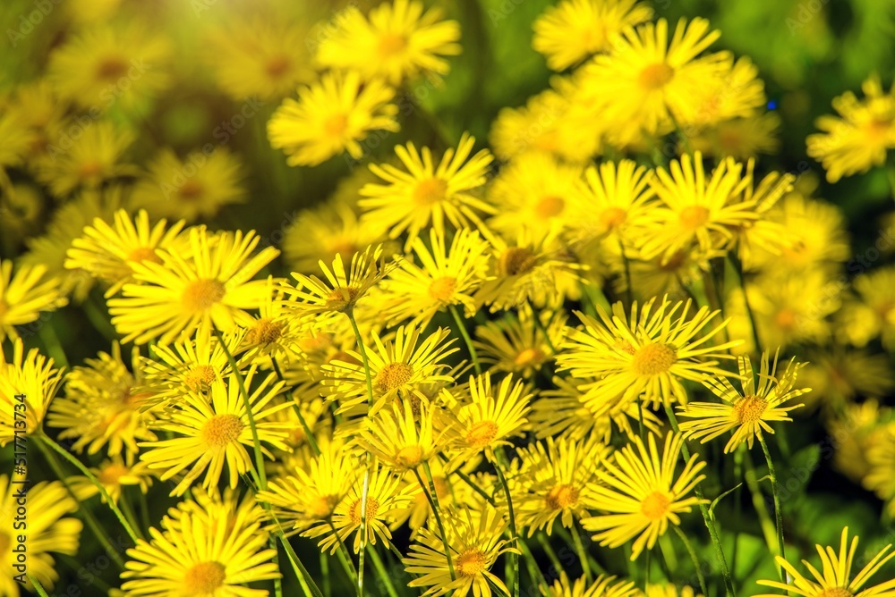 Yellow daisies grow in the meadow in summer Yellow daisies grow in the meadow in summer