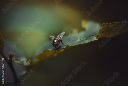 fly on a leaf