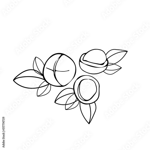 Macadamia nuts with leaves on a white background. Vegetarian, healthy food or snack, vector illustration.
