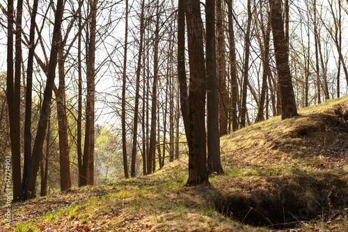 Spring forest on the hills. Young grass and trees without leaves.