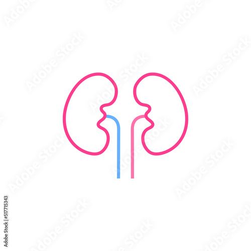 kidney vector for website symbol icon presentation
