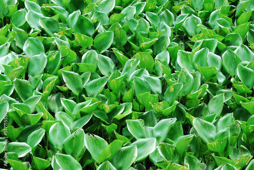 Obraz premium leaves of water hyacinth for background