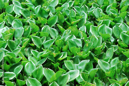 leaves of water hyacinth for background photo