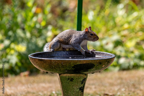 A squirrel standing on a bird bath in a Sussex garden