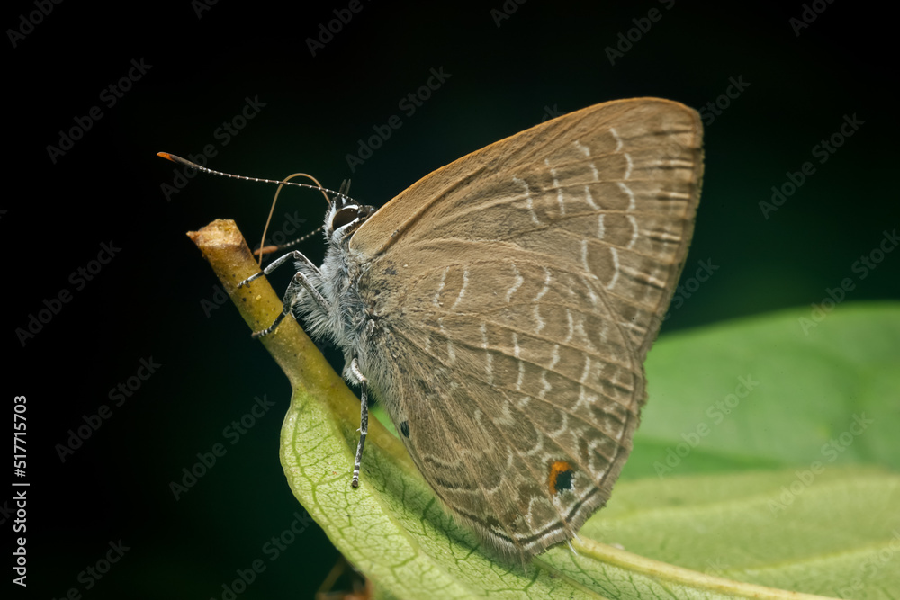 Obraz premium butterfly on leaf