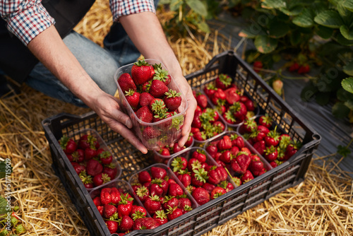 Photo Crop gardener arranging strawberries into plastic box in farm
