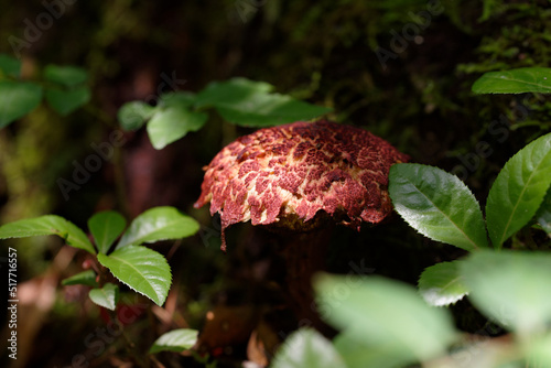 森の中の大きなキノコ