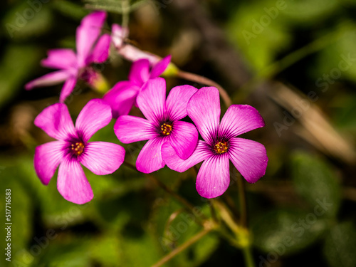 Petit Rose