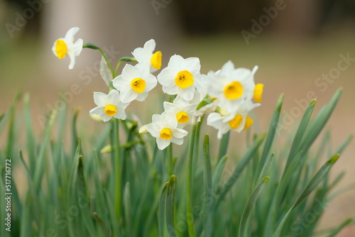white narcissus in full blooming