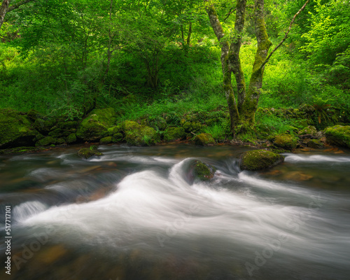 Fototapeta Naklejka Na Ścianę i Meble -  Fast moving waters in a river surrounded by oak trees