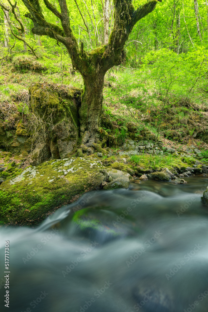 Old oak with twisted thick roots on a rock next to a river