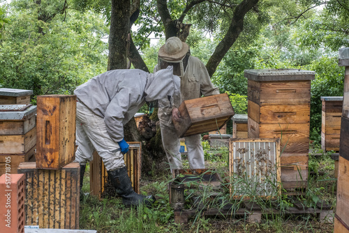 Beekeeper removing honeycomb from beehive. Person in beekeeper suit taking honey from hive. Farmer wearing bee suit working with honeycomb in apiary. Beekeeping in countryside. Organic farming