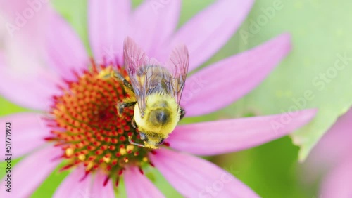 Large carpenter bee pollinates a pretty red and pink flower in the summmer or spring time. Shot in 4k slowmotion.