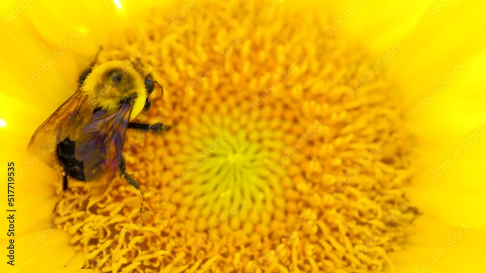 Close up of a bee pollinates yellow sunfloweer in the summmertime. Large carpenter bee along with bumblebees and other species of bees collect nectar in the morning. Shot in 4k slow motion.