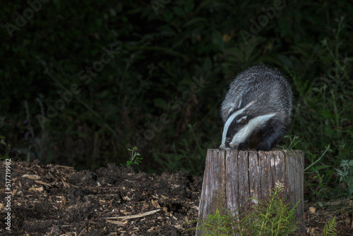  European badger, Meles meles, feeding by a small woodland pool, summer night in SussexUK