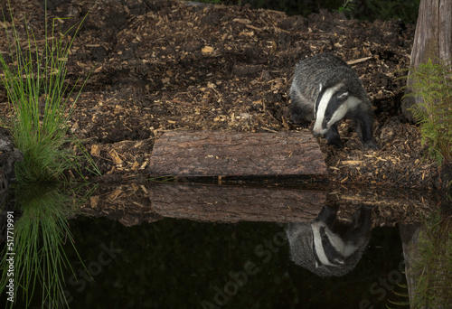  European badger  Meles meles  feeding by a small woodland pool  summer night in SussexUK