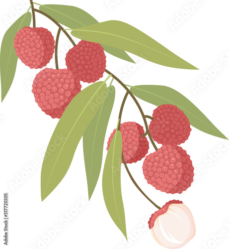 Vector tropical fruit lychee. Branch with red berries and green leaves. Element for design illustration, card, poster, packing. 