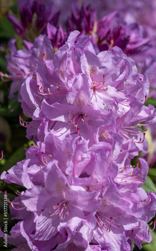 purple azalea