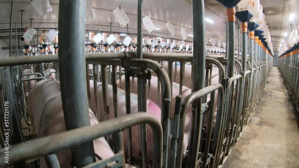Piglets that are automatically fed on a pig farm.