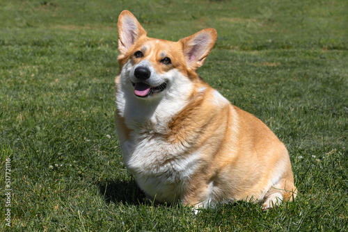 Картината върху платно Fat thick well-fed Pembroke Welsh Corgi