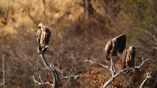 Three White backed Vulture in dead tree in Kruger National park, South Africa ; Specie Gyps africanus family of Accipitridae photo