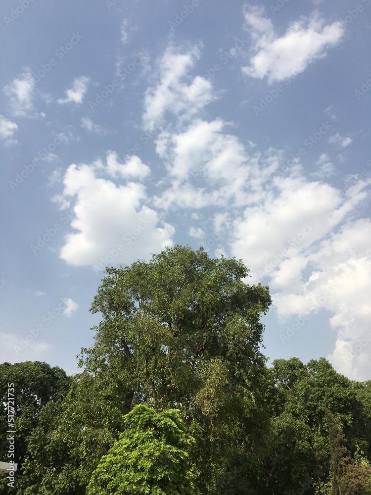 Sky Clouds Trees Flowers Scenery Nature Sky Clouds Trees Flowers Scenery Nature