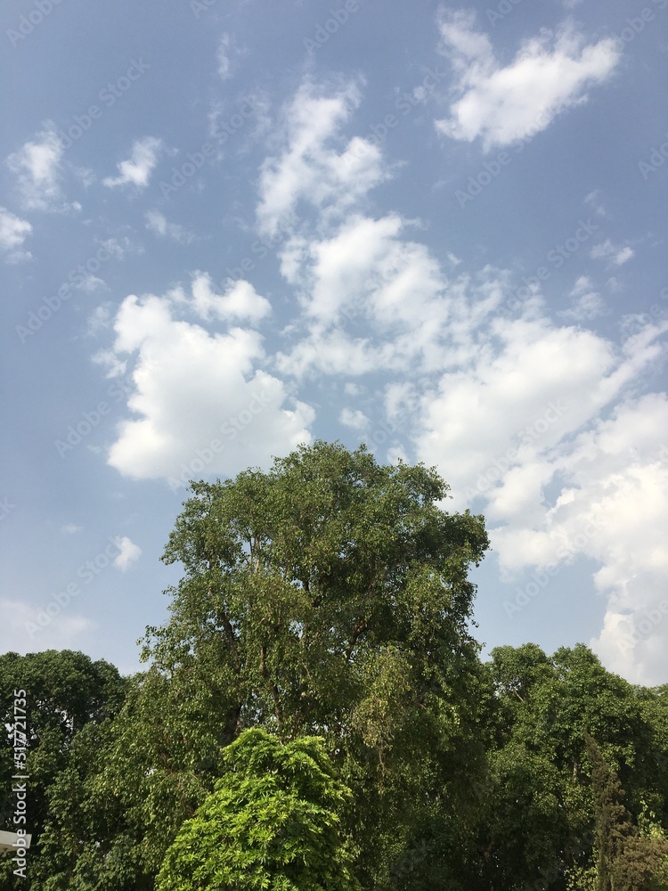 Sky Clouds Trees Flowers Scenery Nature