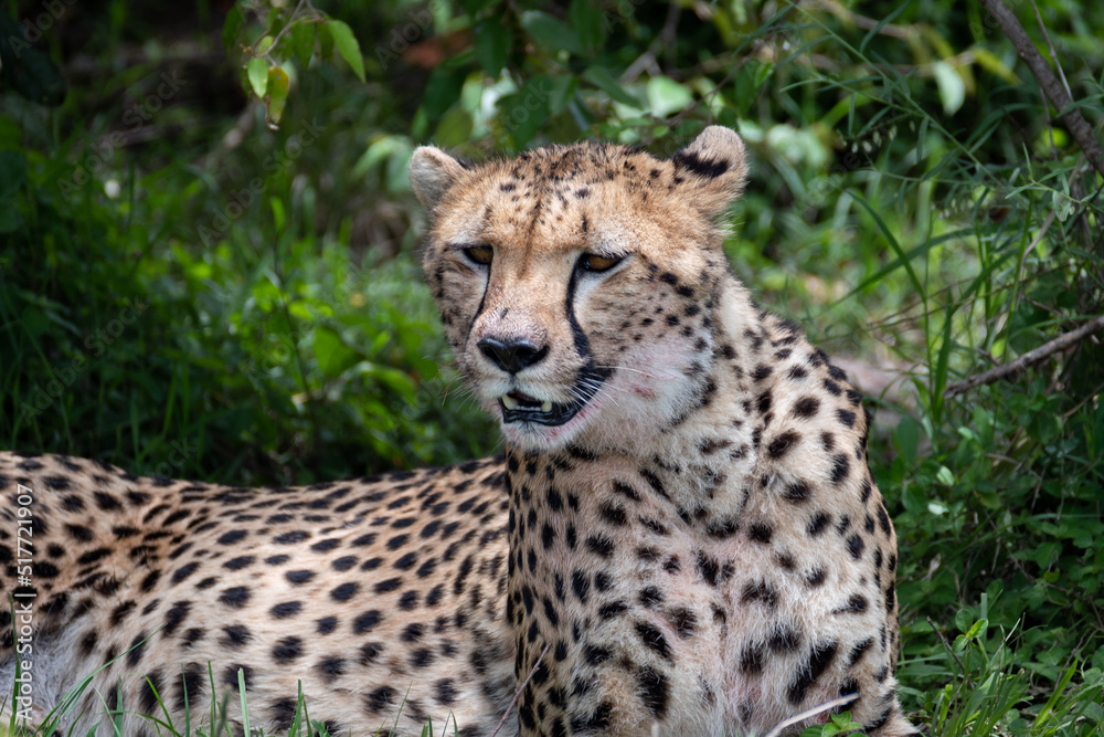 portrait picture of a cheetah in the bush of the Maasai Mara portrait picture of a cheetah in the bush of the Maasai Mara
