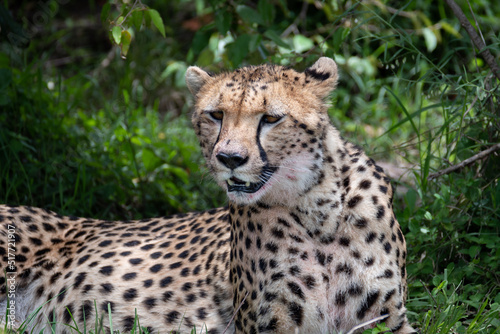 portrait picture of a cheetah in the bush of the Maasai Mara