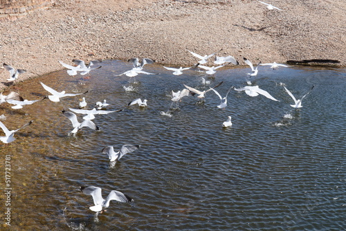 A flock of seagulls take flight from the pool at the mouth of the River Sid in Sidmouth.