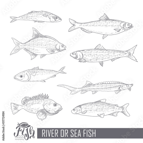 A set of river and sea fishing. Collection of fish in engraving style, isolated on a white background