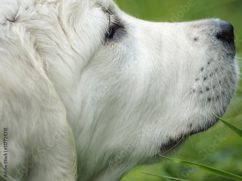 love man dog nature puppy summer sun