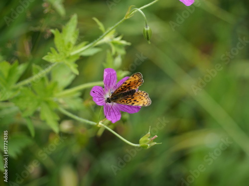 summer field meadow wildflowers grass