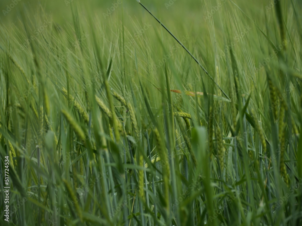 summer field rye wheat harvest