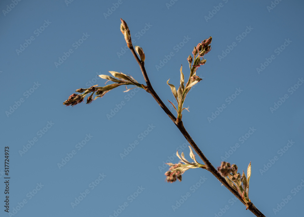 buds and emerging leaves of an amelanchier
