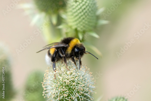 Close up Bumble Bee At Muiden The Netherlands 13-7-2022