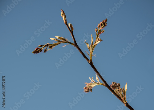 Obraz na płótnie buds and emerging leaves of an amelanchier w salonie