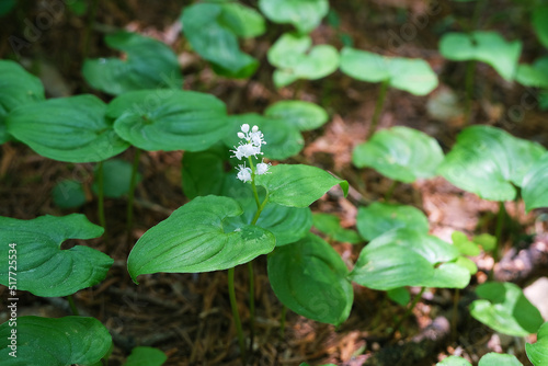 マイヅルソウの花、6月上高地の山林