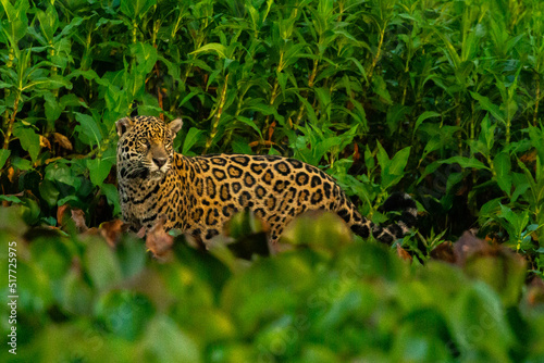 Panthera Onca in the Brazilian pantanal 