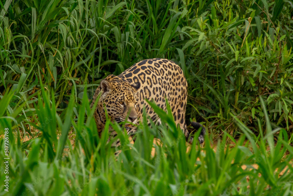 Panthera Onca in the Brazilian pantanal Panthera Onca in the Brazilian pantanal