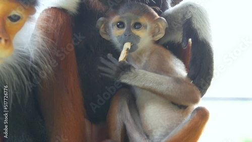 Little red legged lemur sitting with mom eating food and the scientific name Pygathrix nemaeus in a cage at the zoo. photo